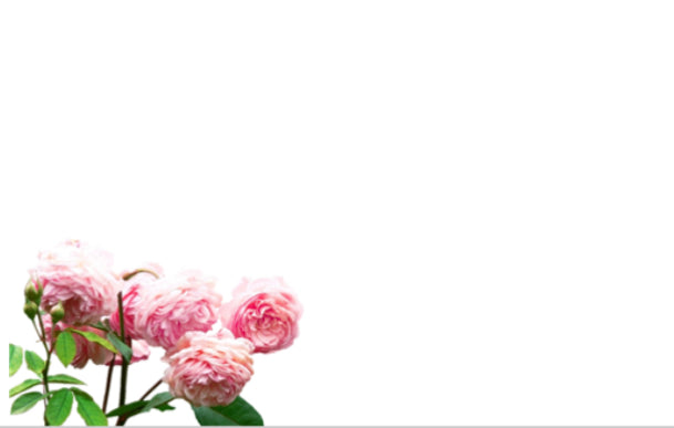 Blank Peony Funeral Message Card large 9 x 12 cm / cello bag